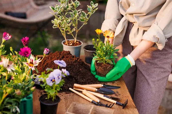 Piante aiuole e fiori per giardino, giardinaggio fai da te